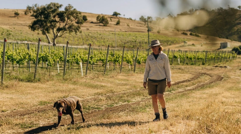 Stargazer Wines